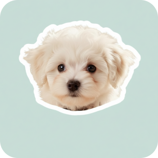 Photo Sticker